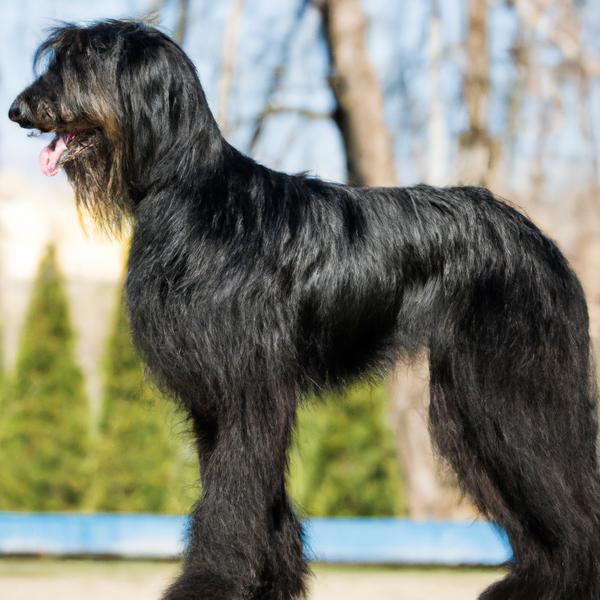 Black Russian Wolfhound Terrier